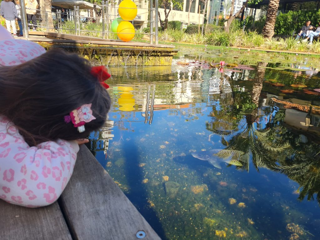 בריכת דגים מתחם שרונה